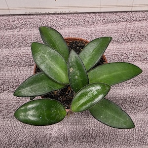 May include: A small potted Hoya plant featuring multiple thick, waxy, dark green leaves with a pointed oval shape. The plant is contained in a small brown plastic nursery pot filled with dark potting soil, viewed from directly above.