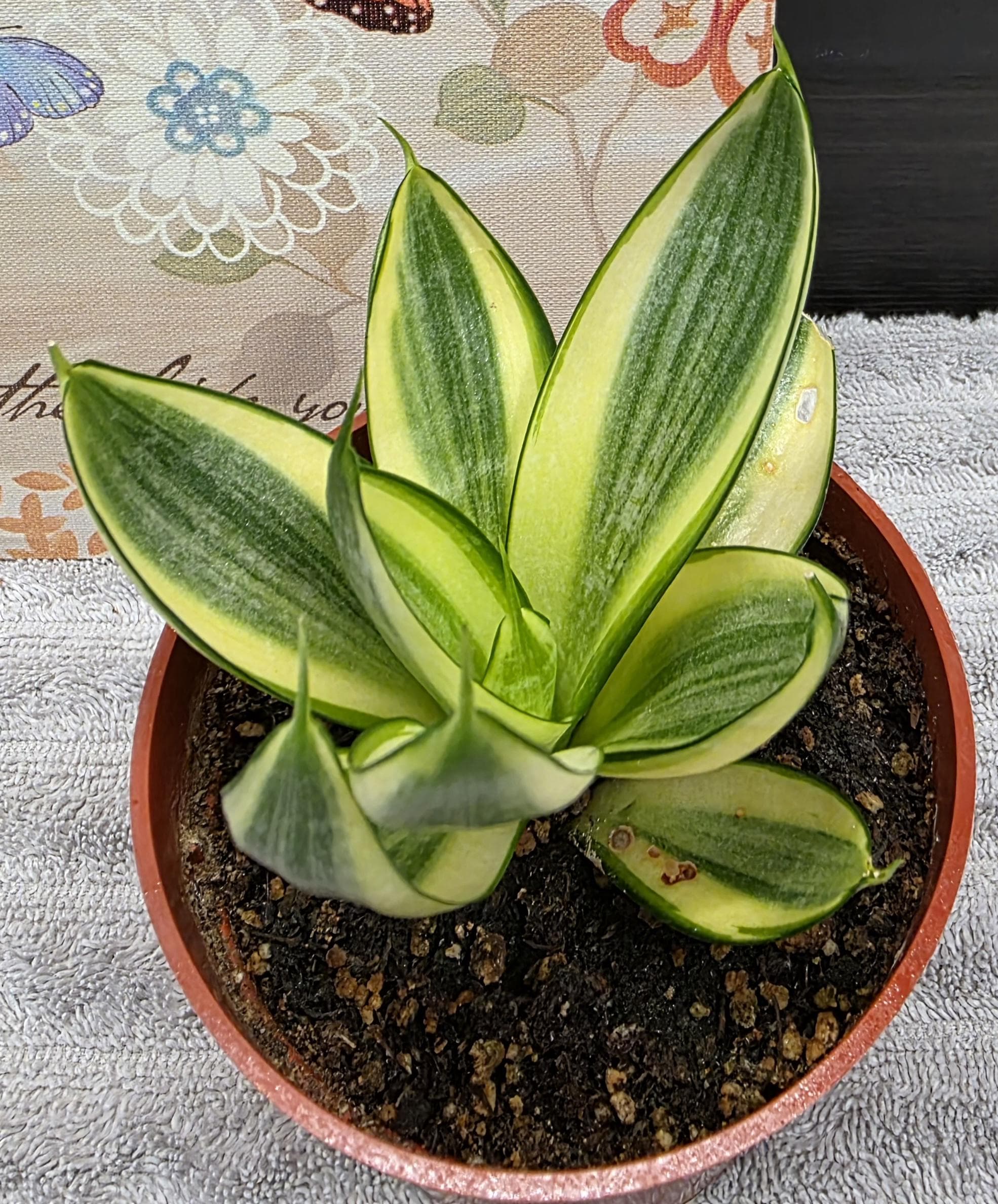 Bird's Nest Snake Plant - Golden Hahnii - Well Rooted in a 4" Pot - Etsy