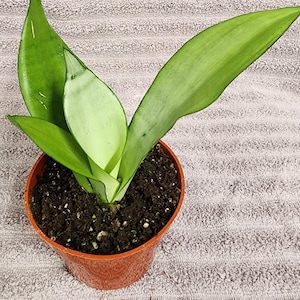 Sansevieria Moonshine - Snake plant well rooted in a 4&quot; pot