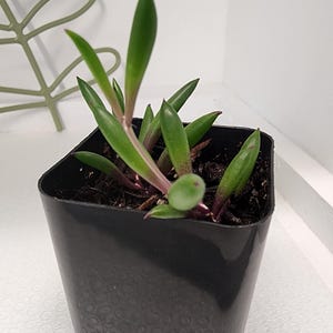 May include: A small succulent plant in a black square pot. The plant has long, green leaves with reddish stems. The pot is sitting on a white surface. A decorative metal leaf shape is in the background.