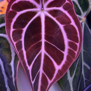 anthurium forgetii x Anthurium Forgetii x (Papillilaminum X Crystallinum) main image 1