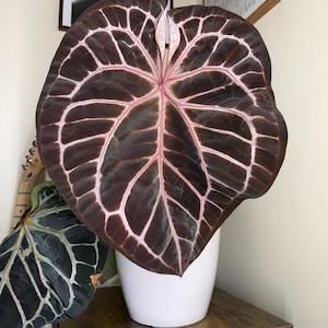 Anthurium Red Variegated - Etsy