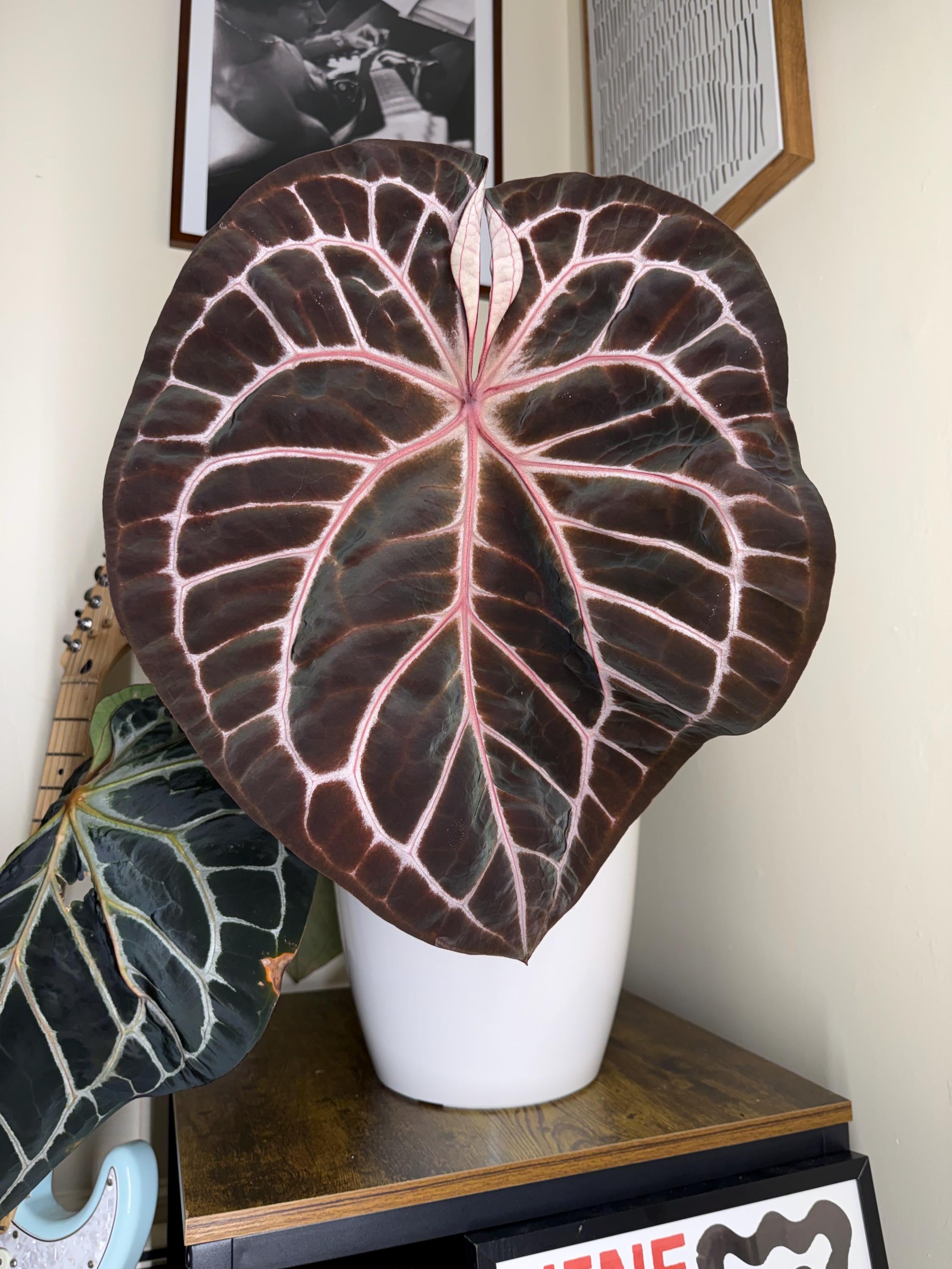 Anthurium Red Variegated - Etsy