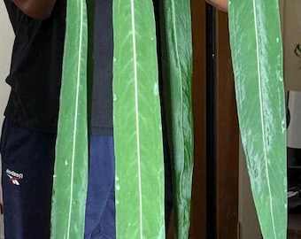 Anthurium Pallidiflorum Seedlings Bundle