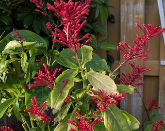 Live Fire Spike Plant: Pollinator-Friendly Tropical Shrub (4-Inch Pot)