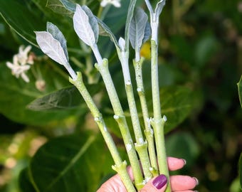 5 Fresh Giant Milkweed Cuttings - Easy-to-Root Calotropis Gigantea for Monarch Butterflies & Pollinator Gardens