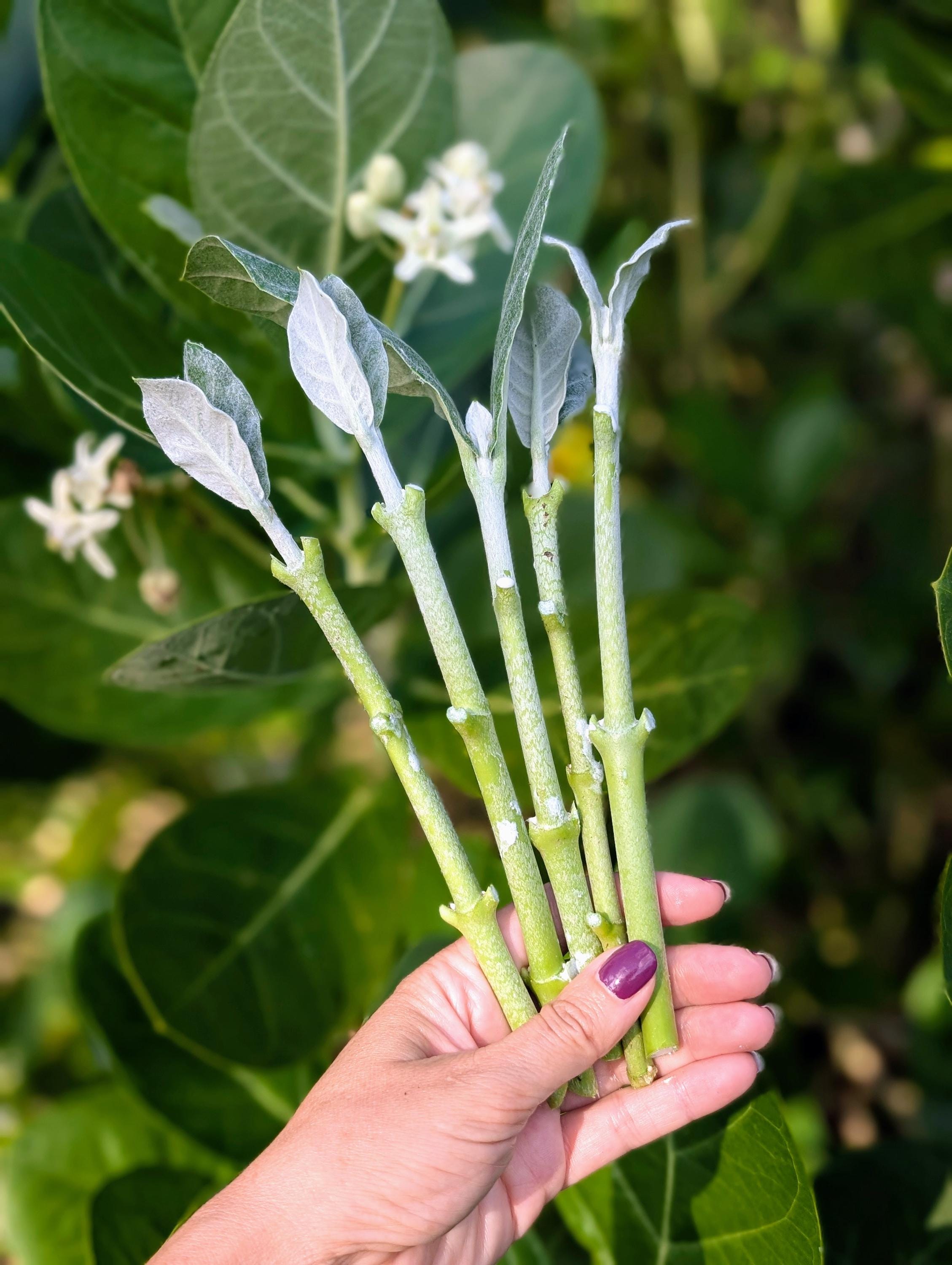 5 Fresh Giant Milkweed Cuttings - Easy-to-Root Calotropis Gigantea for Monarch Butterflies & Pollinator Gardens