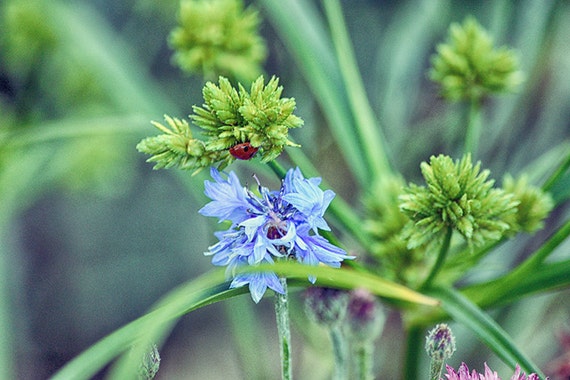 Items similar to Ladybug in the Garden fine art photography, wall art