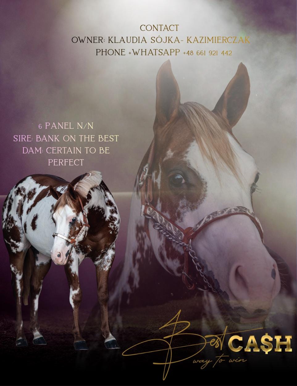 Stallion Flyer Horse Breeding Design Custom Horse Flyer Equine ...