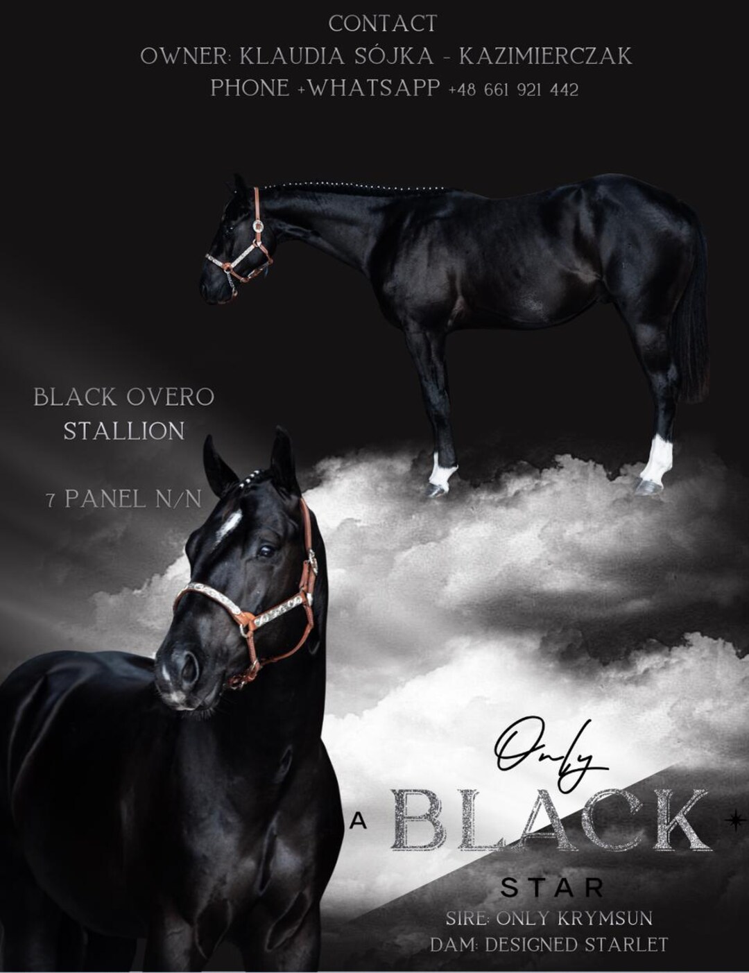 Stallion Flyer Horse Breeding Design Custom Horse Flyer Equine ...