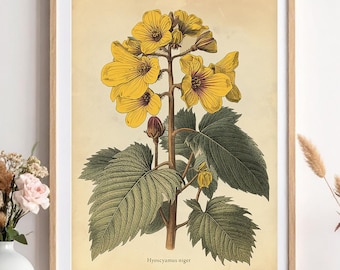 Henbane Botanical Print, Vintage Poisonous Plant Illustration, Witchy Wall Art (Digital Download)