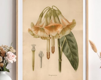 Lámina botánica de trompeta de ángel, ilustración vintage de brugmansia, arte mural gótico de brujas (descarga digital)