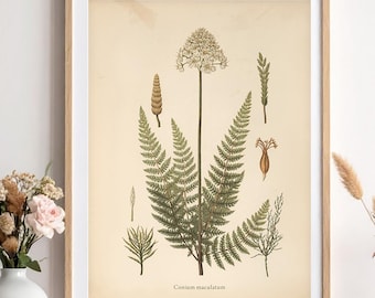 Hemlock Botanical Print, Vintage Poisonous Plant Illustration, Gothic Witchy Wall Art (Digital Download)