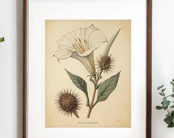 Datura Botanical Print, Devil’s Trumpet Vintage Illustration, Mystical Witchy Wall Art (Digital Download)