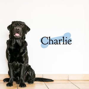 May include: A black Labrador Retriever wearing glasses sits on a tiled floor in front of a white wall. The dog's name, "Charlie", is written in black text on a blue bone shape.