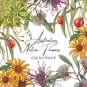 May include: A digital clip art pack featuring illustrations of Australian native flowers. The pack includes images of yellow billy buttons, pink and red grevilleas, and green foliage. The text "Australian Native Flowers Clip Art Pack 6" is displayed in the center of the image.