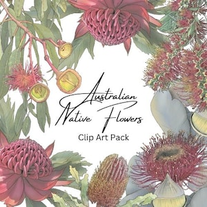 Australian Native Flower Clipart – Grevillea, Hakea, Tree Waratah Digital Download