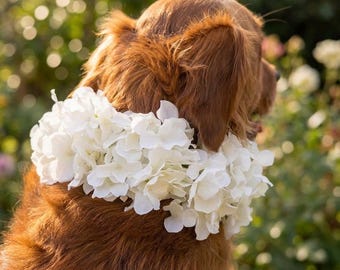 Elegante collar de perro con flores de seda / Atuendo para llevar anillos de boda