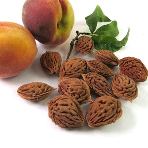 May include: Two ripe peaches and a collection of brown peach pits on a white surface.