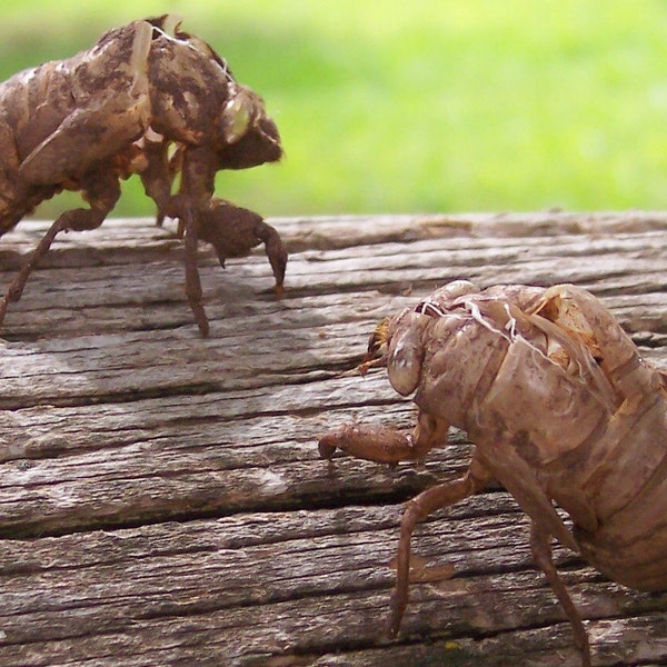 4 Cicada Exoskeletons, Creepy and Scary Bug Shells Specimens