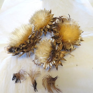 Dried Artichoke Flowers for Decor, Crafts, Seeds Planting
