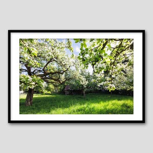 Fiori di melo alla luce del sole – Stampa fotografica artistica / Germania / Hahnemühle Pearl / Colore / Arte decorativa di un tranquillo frutteto stagionale in fiore