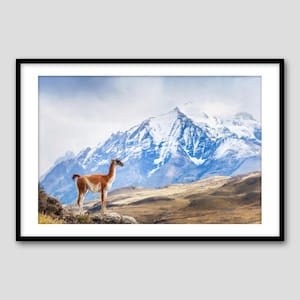 Wild Torres del Paine NP – Stampa fotografica artistica / Cile / Hahnemühle Pearl / Colore / Guanaco nel paesaggio della Patagonia Fine Art Wildlife