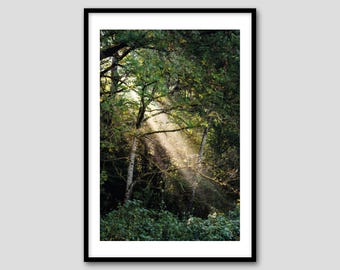 Enchanted Forest Light Art Print: Southern Germany Woodland Scene