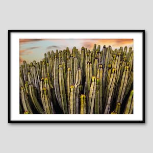 Fuerteventura Kakteenfeld – Fine Art Fotografie Druck | Fuerteventura | Hahnemühle Perle | Farbe | Minimale Botanische Textur