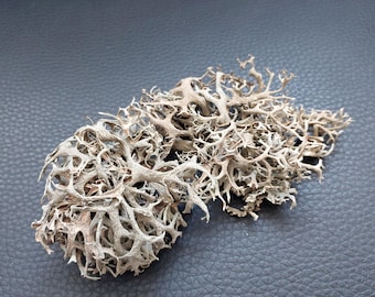 Natural Dried Lichen Moss Terrarium Fairy Garden Natural Art Craft Supplies Rustic Home Decor