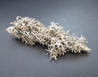 Natural Lichen Moss Oak  Moss Natural Art Craft Supplies  DIY Terrarium Supplies Rustic Home Decor