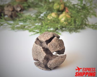 100 Cypress Cones Organic Christmas Ornament Crafts Supplies Natural Arts Supply 3 - 8 gr Cypress Cone for decoration.