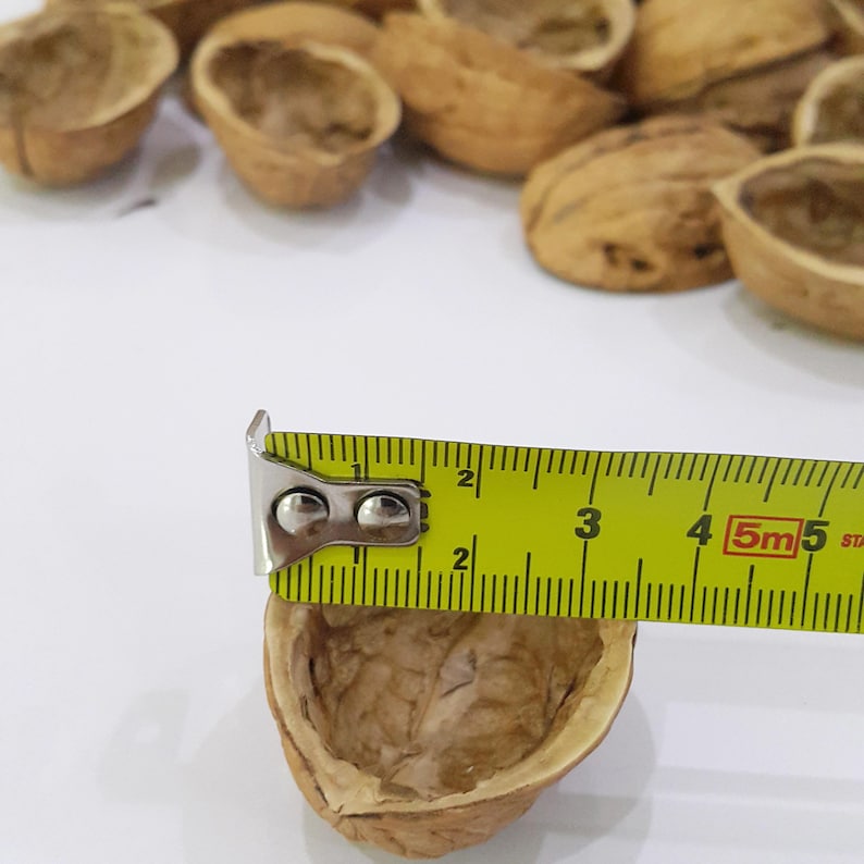 May include: A close-up of a walnut shell being measured with a yellow tape measure. The tape measure reads 5m 5. The shell is light brown and has a rough texture.