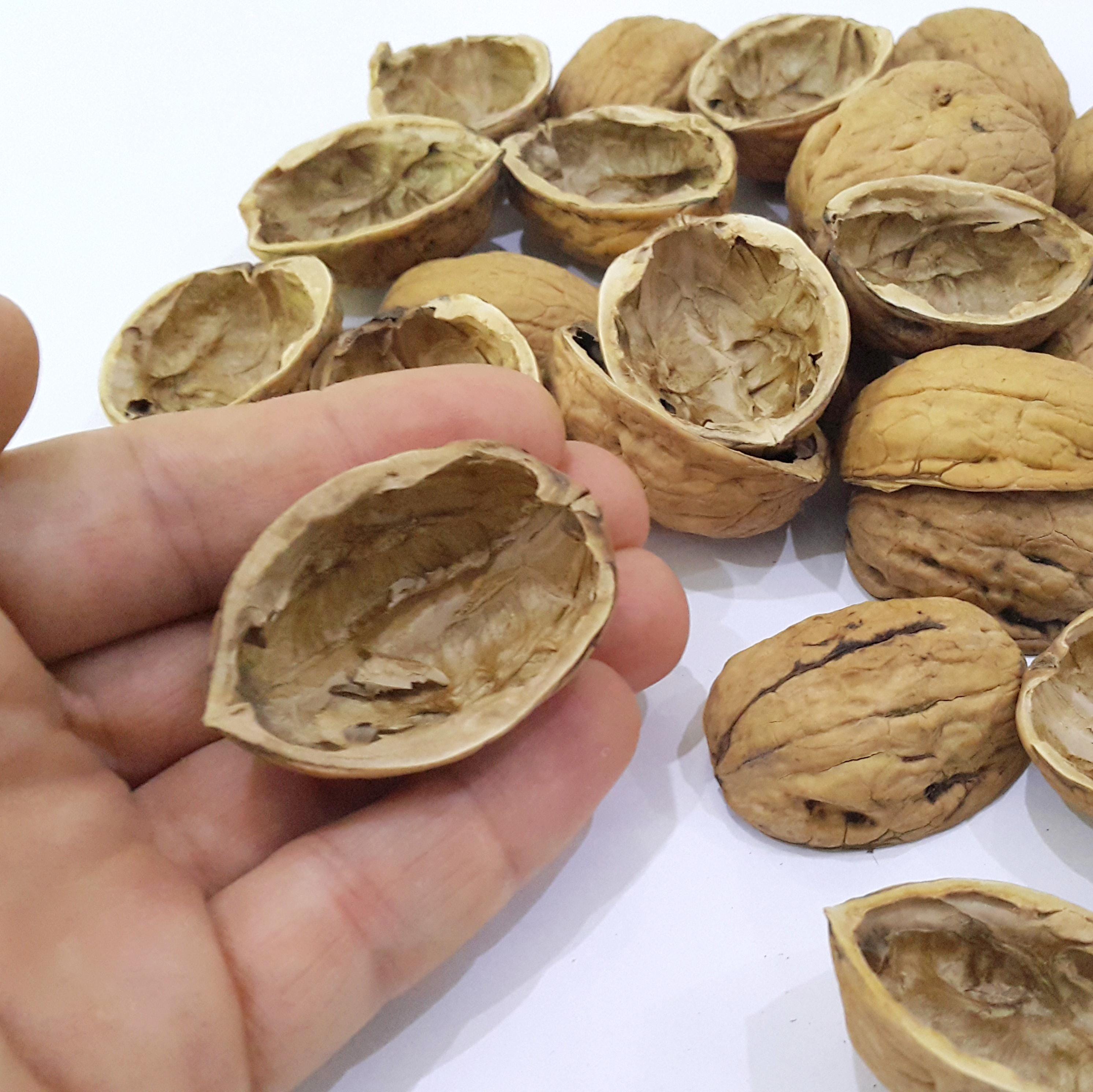 Natural Walnut Shell Halves: Organic Christmas Decor Crafts