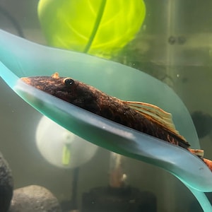 May include: A brown and black mottled pleco fish resting on a smooth, light blue, curved leaf-shaped plastic bed. The fish has a flat body, a dark eye, and translucent fins, positioned horizontally along the surface of the artificial leaf.