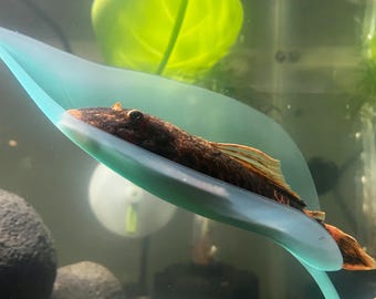 Shell Builder's Pleco Pucks, alimento para plecos, caracoles y camarones, golosinas acuáticas de hundimiento rápido, elaboradas con vegetales (57 g).