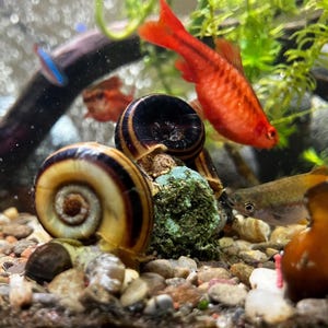 May include: An underwater scene featuring a variety of aquatic life. Two snails with spiral shells are in the foreground, with a bright red fish and other smaller fish swimming around them. The scene is set in a tank with gravel and plants.
