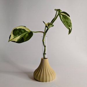 Könnte beinhalten: Eine panaschierte Pflanze mit grünen und weißen Blättern in einer beigefarbenen Keramikvase mit geriffeltem Design.