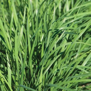 500 Garlic Chive Seeds,  Allium tuberosum Edible Perennial Herb, Culinary Garden Favorite for Mild Garlic Flavor