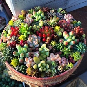 200 Mixed Succulent Seeds: Rare Cactus Varieties, Low Maintenance Plants