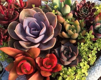 200 Rare Mixed Succulent Seeds, Colorful Assorted Varieties, Indoor Pots, Rock Gardens, Terrariums