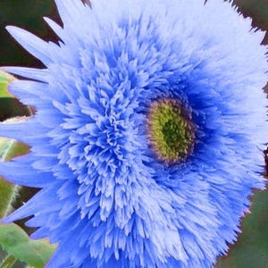 50 Blue Teddy Bear Sunflower Seeds, Fluffy Double Blooms, Unique Novelty Annual for Garden and Bouquets