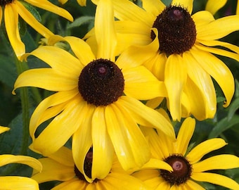 500 Black Eyed Susan Seeds, Rudbeckia Perennial Native Wildflower, Hardy Pollinator Plant