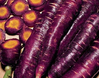 1000 Purple Carrot Seeds Count, Heirloom Non GMO Vegetable for Home Garden