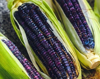 May include: Close-up of several ears of purple corn, partially husked to reveal the deep violet kernels. The husks are a vibrant green, contrasting with the dark color of the corn. The image highlights the unique color and texture of the corn.