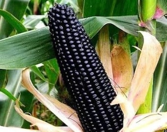 Black Corn Heirloom Seeds: Rare, Organic, High Yield - 50+ Seeds