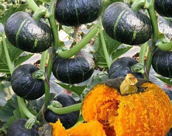 15 Kabocha Squash Seeds, Japanese Green Pumpkin Variety, Heirloom Non GMO Vegetable