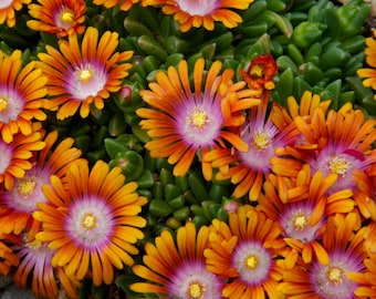 20 Ice Plant Seeds, Drought Resistant Groundcover Flowers, Pink Yellow White Mix