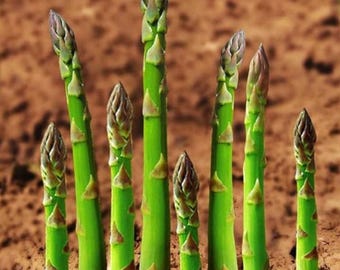 50 Mary Washington Asparagus Seeds, Heirloom, Open Pollinated, Non GMO, Perennial Vegetable