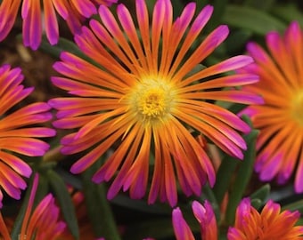 20 Ice Plant Seeds, Drought Resistant Groundcover Flowers, Pink Yellow White Mix